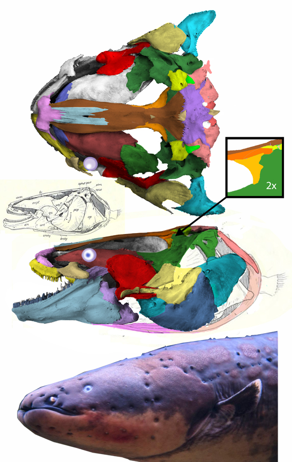 Electrophorus skull