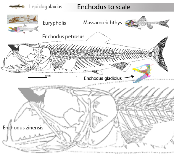 Enchodus size