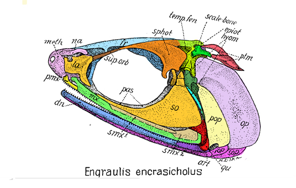 Engraulis skull