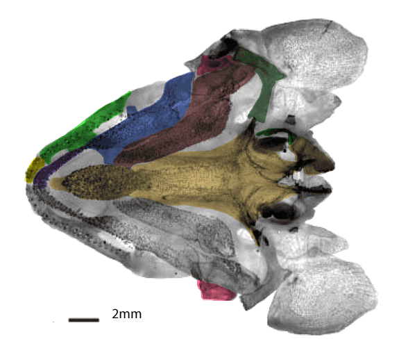 Erpetoichthys palate