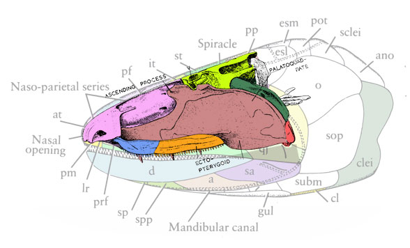 Eusthenopteron palate and braincase