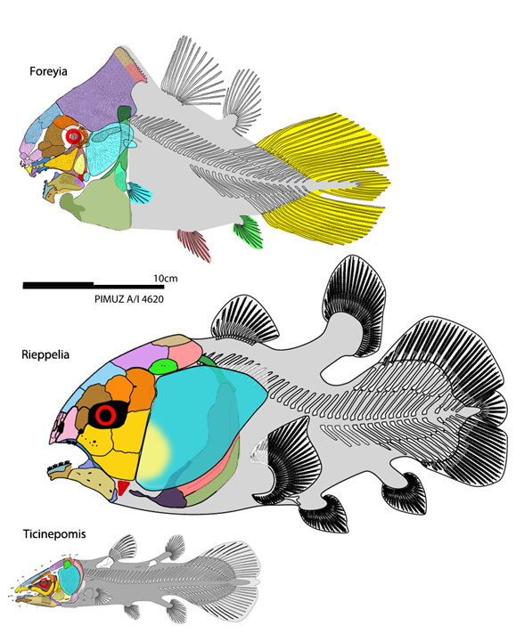 Foreyia compared to Rieppelia