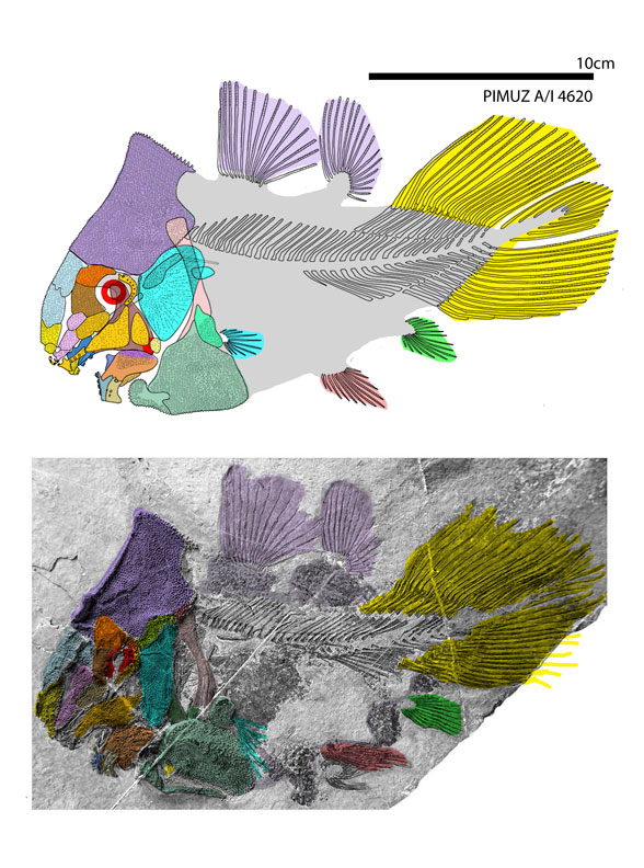 Foreyia diagram