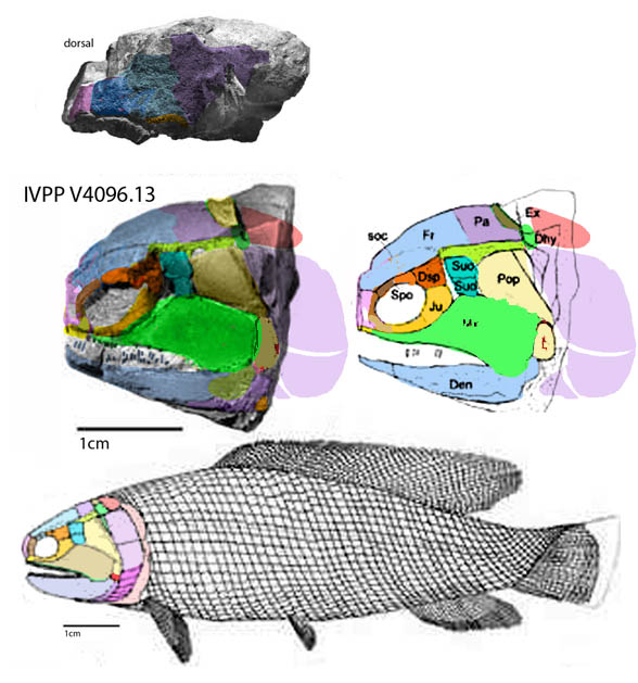 Fukangichthys in situ3