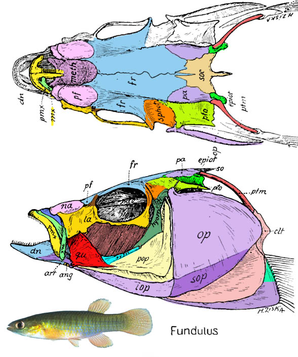 Fundulus skull