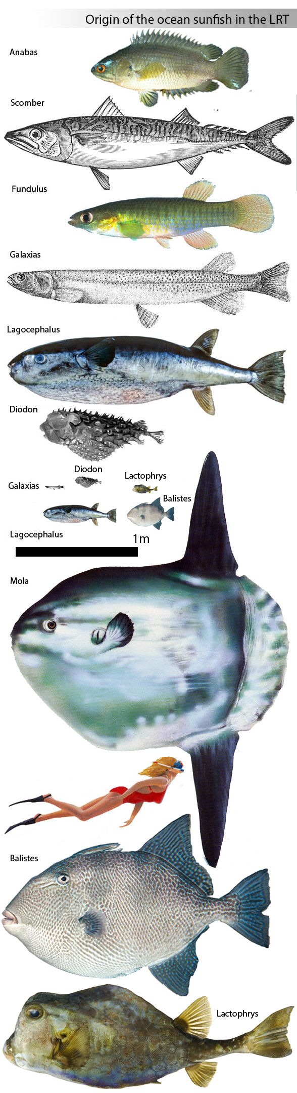 Galaxias, Lagocephalus and Mola