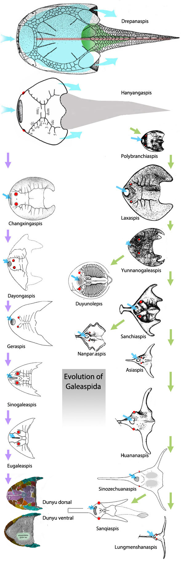 Galeaspid evolution