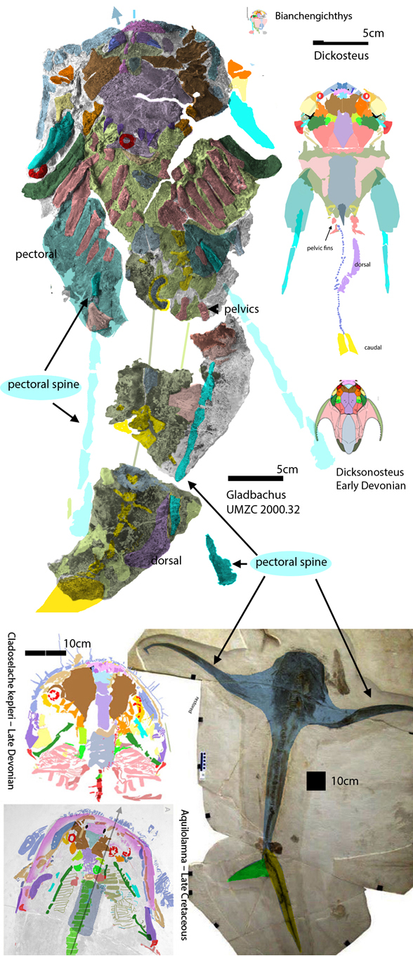 Gladbachus, Dickosteus and Cladoselache kepleri