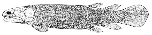 Glyptolepis diagram