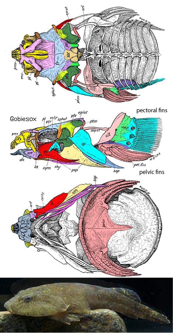 Gobiesox skull and invivo