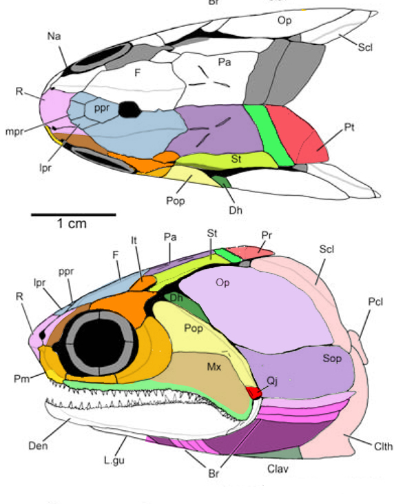 Gogosardina