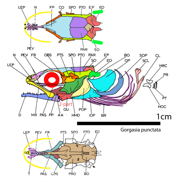 Gorgasia skull