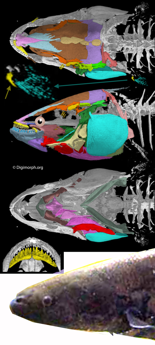 Gymnotus skull