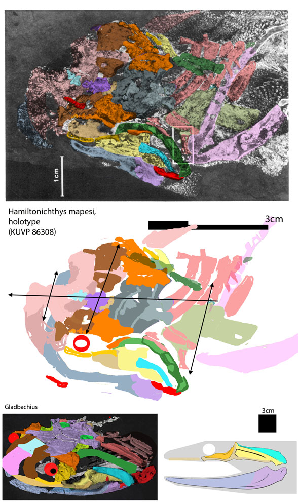 Hamiltonichthys skull