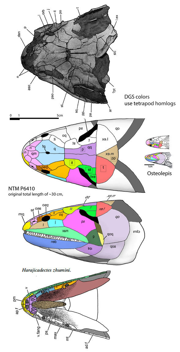 Harajicadectes skull