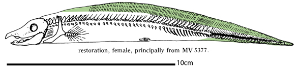 Harpagofututor female from Lund 1982