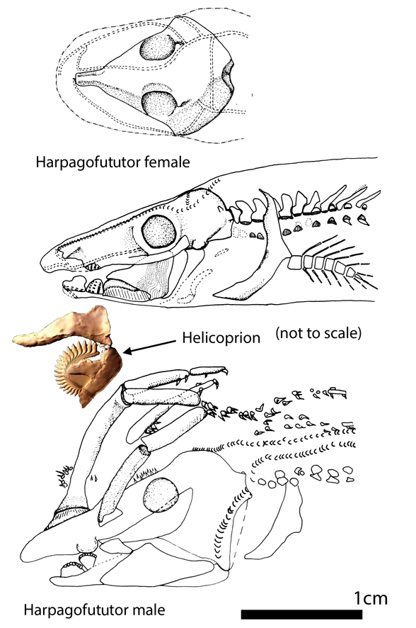 Harpagofututor female and male skulls from Lund 1982