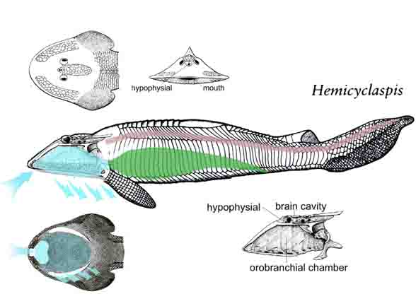 Hemicyclaspis