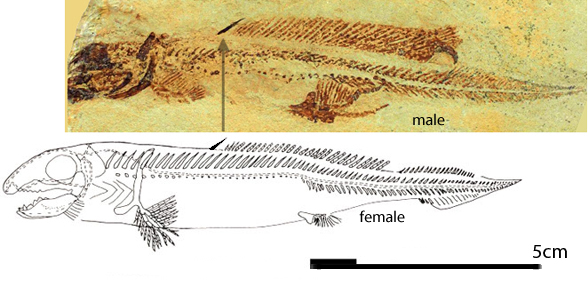 Heteropetalus elegantulus