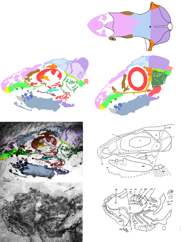 Heteropetalus elegantulus skull