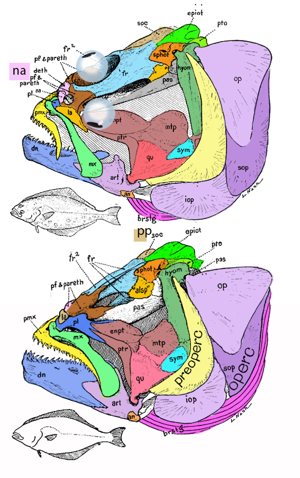 Hippoglossus