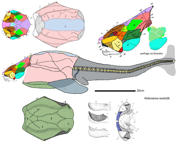 Holonema lateral view