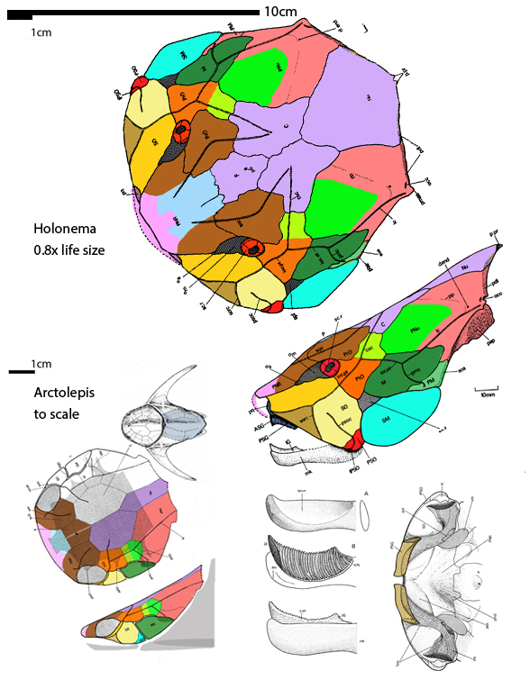 Holonema skull