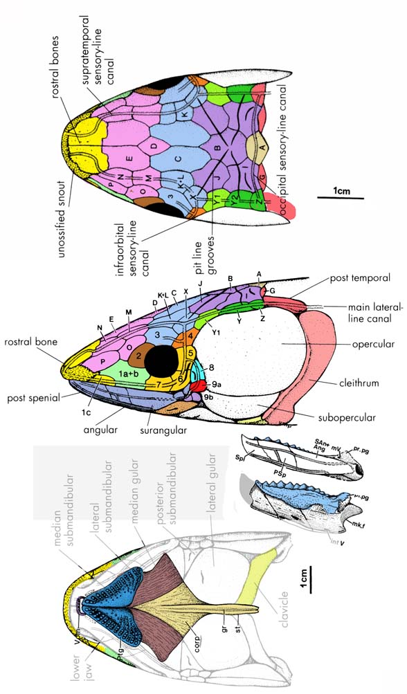 Howidipterus skull