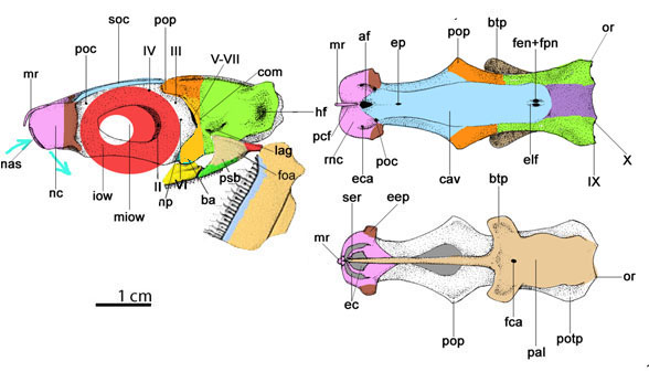 Isistius skull