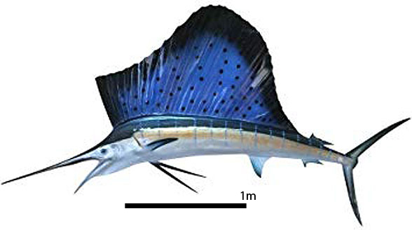 Istiophorus in vivo