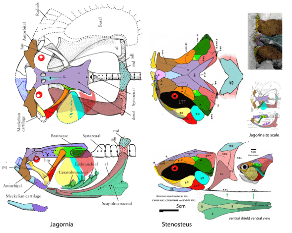 Jagorina and stenosteus