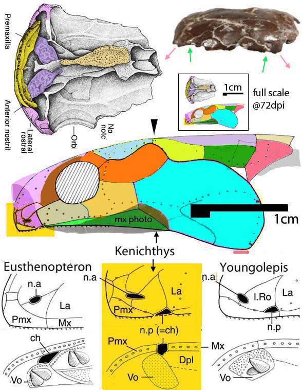 Kenichthys