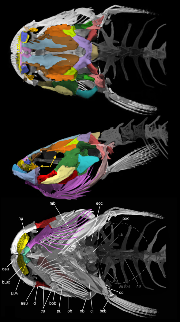 Kryptoglanis skull