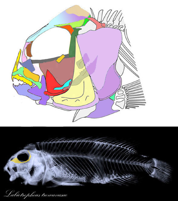 Labeotropheus