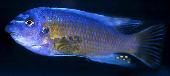 Labeotropheus in vivo