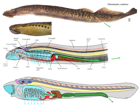 Pteromyzon, Pharyngolepis, Jamoytius and Metaspriggina