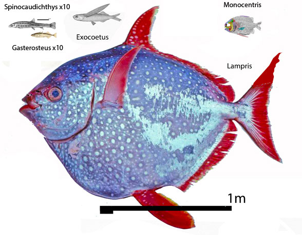 Lampris relatives to scale