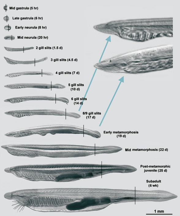 lancelet embryos