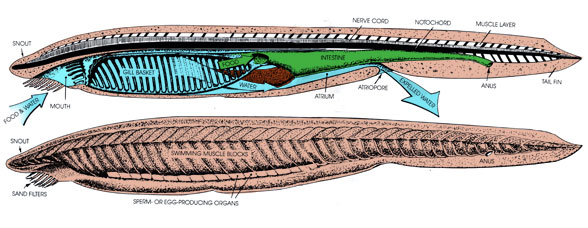 Branchiostoma