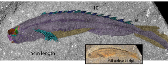 Lasanius in situ