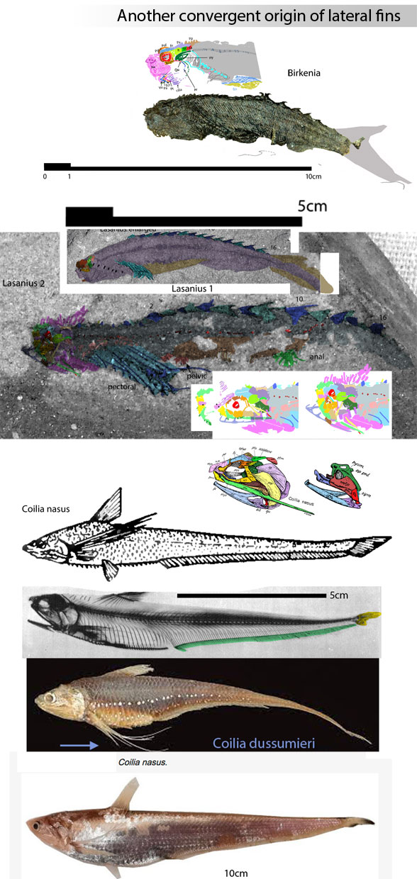 Lasanius, Coilia and another origin of fins