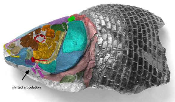 Lepidotes fossil