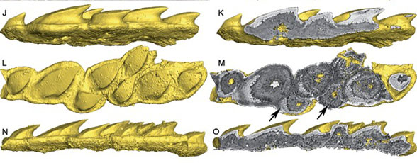 Loganiella teeth