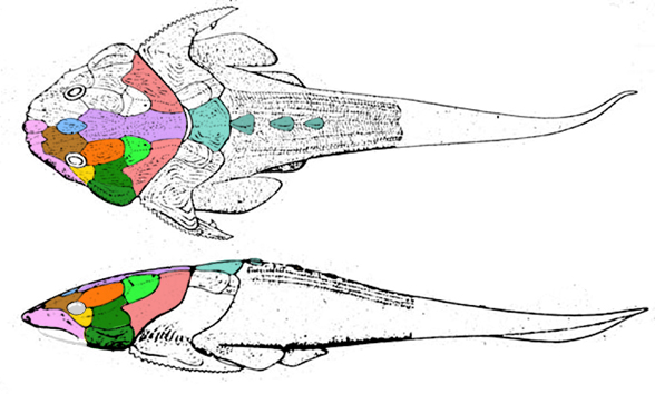 Lunaspis diagram