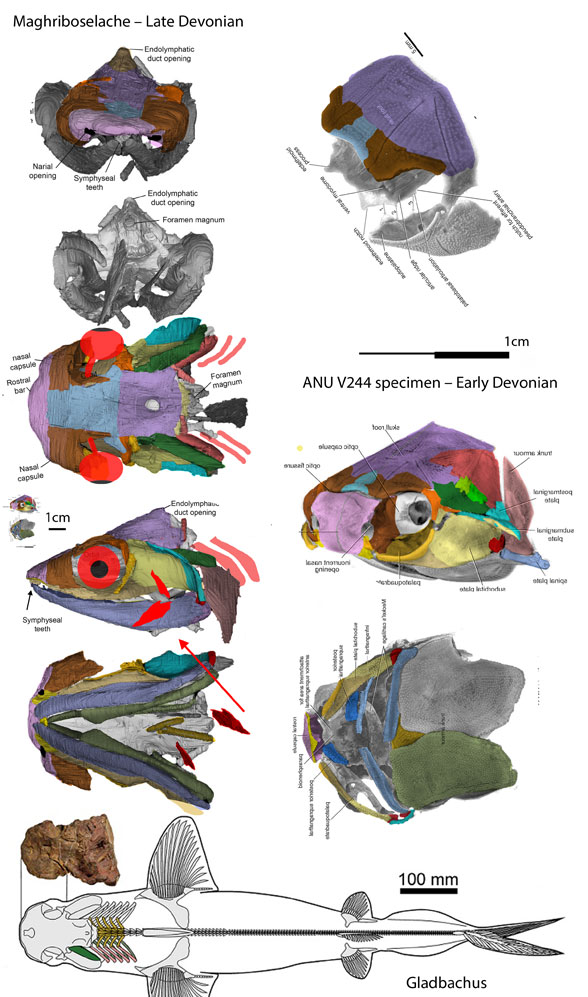 Maghriboselache skull