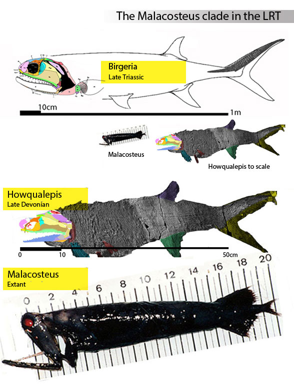 Malacosteus clade