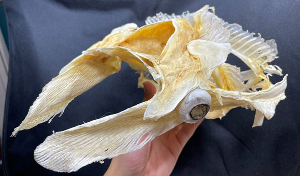 manta skull juvenile