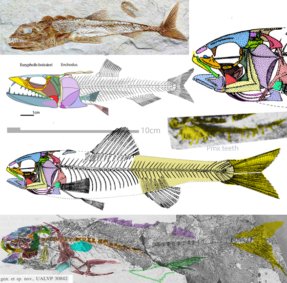 Massamorichthys in situ