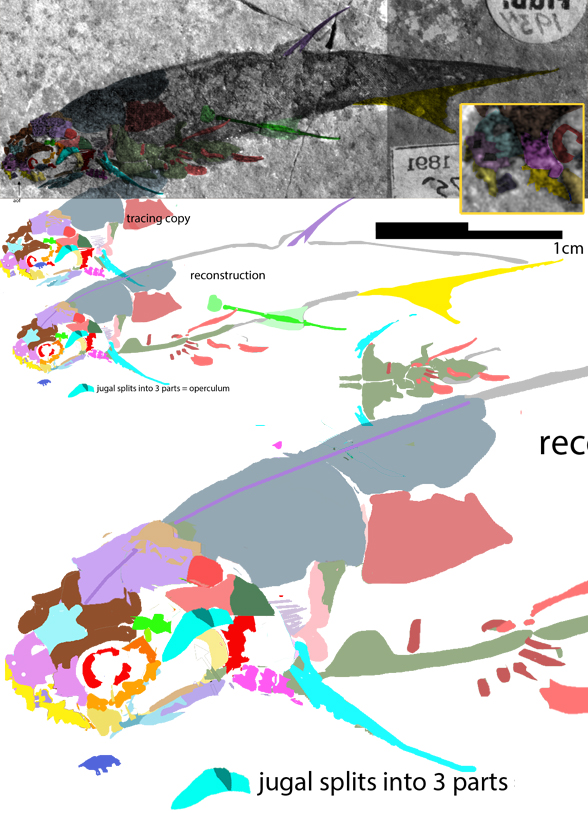 Mesacanthus insitu and recon