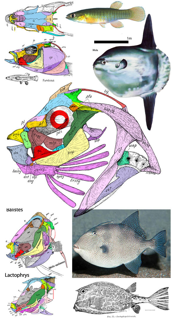 mola skull